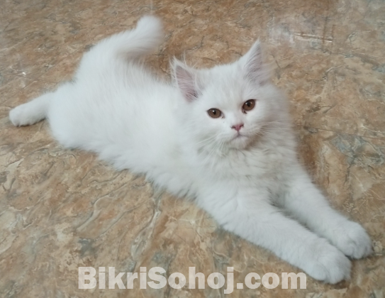 Parshian kitten 2 female